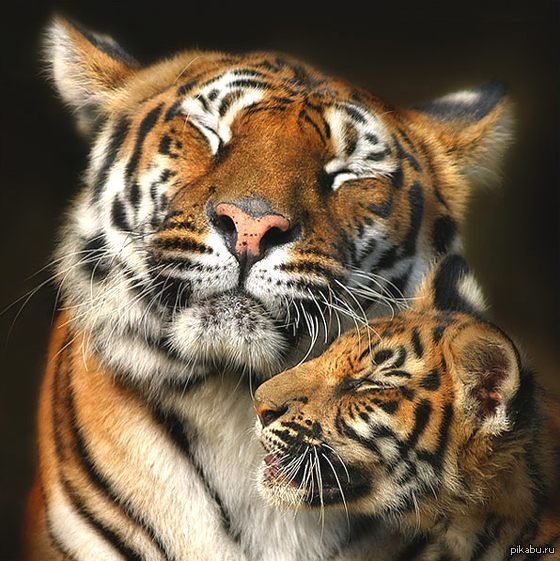 Тигры не умеют мурлыкать. Чтобы показать счастье, тигры закрывают глаза. |  Пикабу