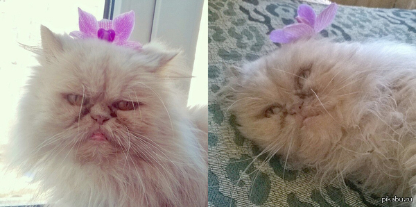 ������� ��� ������ ����� �����