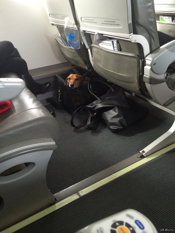 "Пассажирка прошла в самолет с большой сумкой, потом присела на свое место, приоткрыла сумку и я увидел это..."