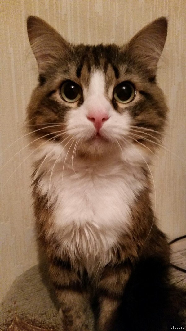 Тем временем, делаем фото на паспорт