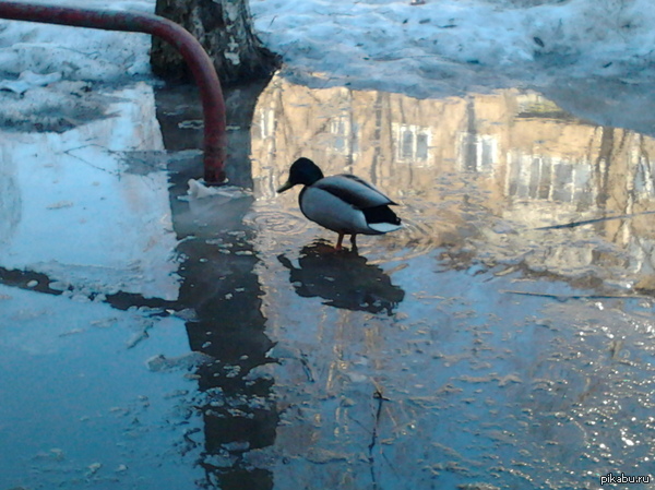 Просто утка, ничего особенного.