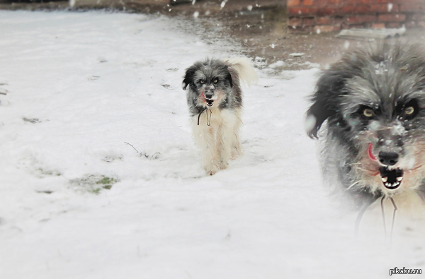 Тот момент, когда пес сорвался с цепи и все еще помнит, как я его дразнила...