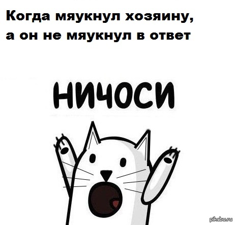 Божечки кошечки. Божечки кошечки Мем. Стикер божечки. Стикеры ве божечки кошечки. Божечки кошечки откуда это.