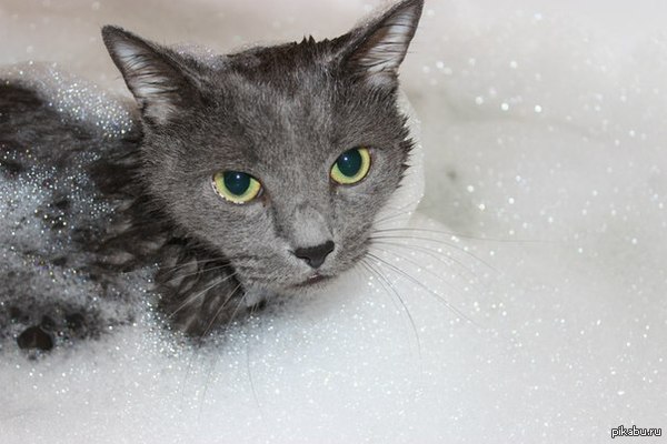 Любитель сам полежать в ванне