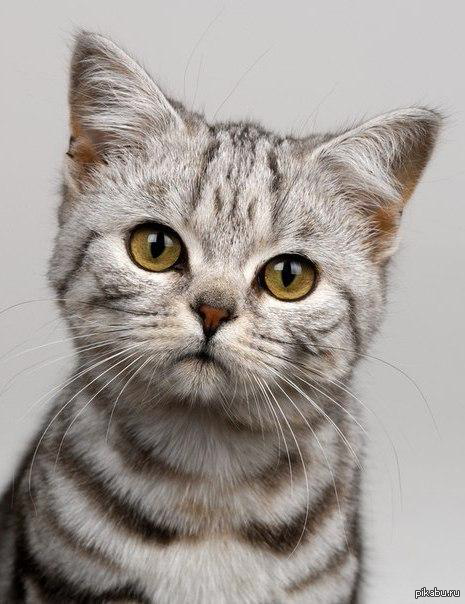 �� , ���� ����� ������ ����� ��������