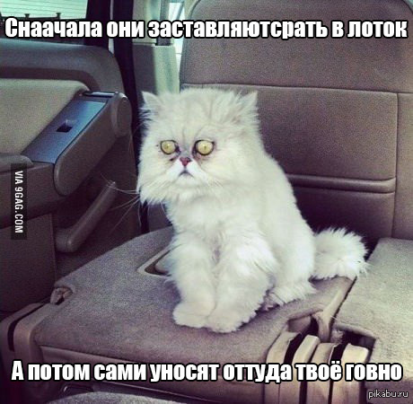 Проблемы котов