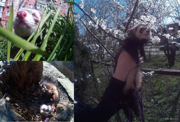 Весенняя прогулка :-)