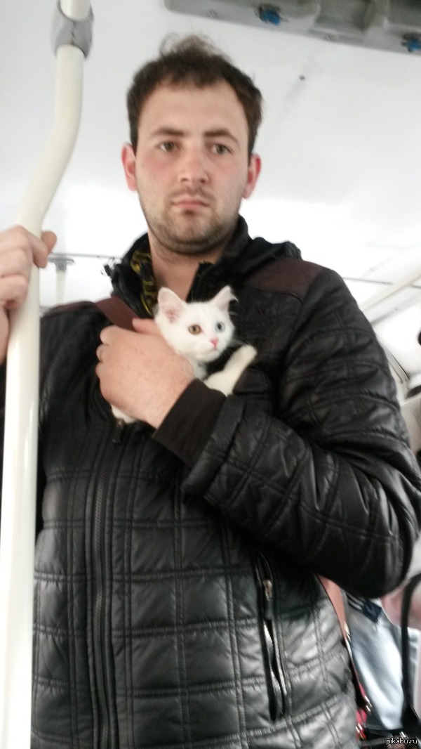 Интересная кошка | Пикабу