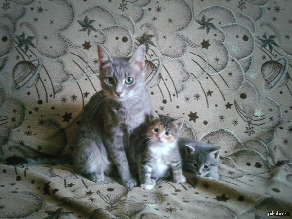 Котеек семья