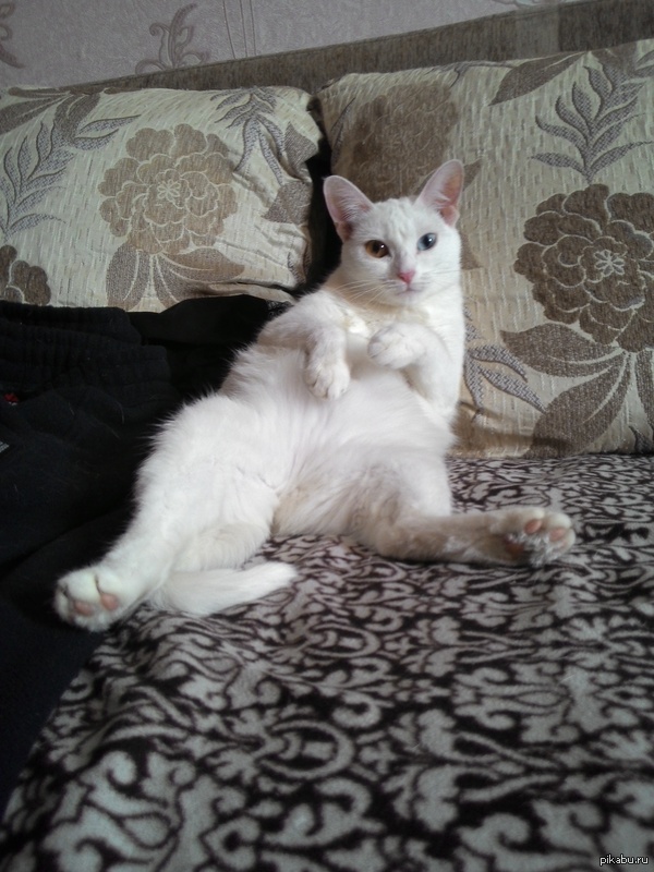 ��� ���� ����� �� ����, �������?