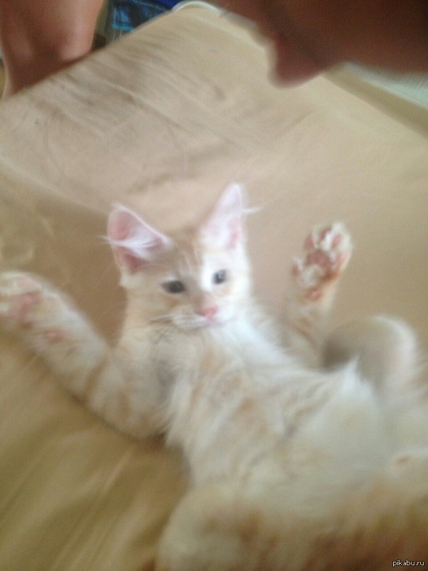 ��� "��� ������ ����-������"""