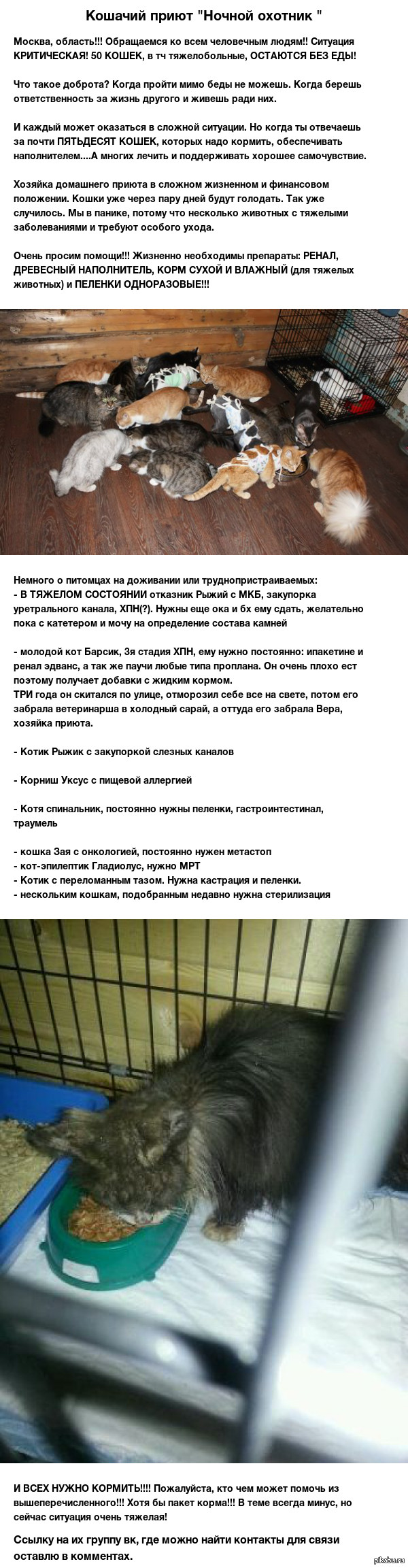 Пикабу, поможем котейкам из Пушкинского приюта! (Ребята, ну поднимите в  топ, меня минусуйте, но пусть пост увидит побольше народу) | Пикабу