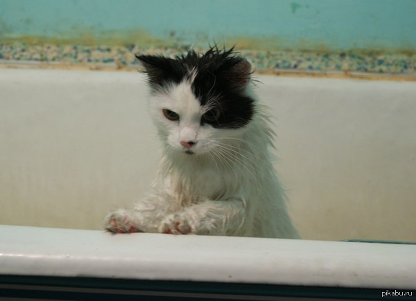 It seems like I washed it in vain - My, cat, Washed the cat, Sight