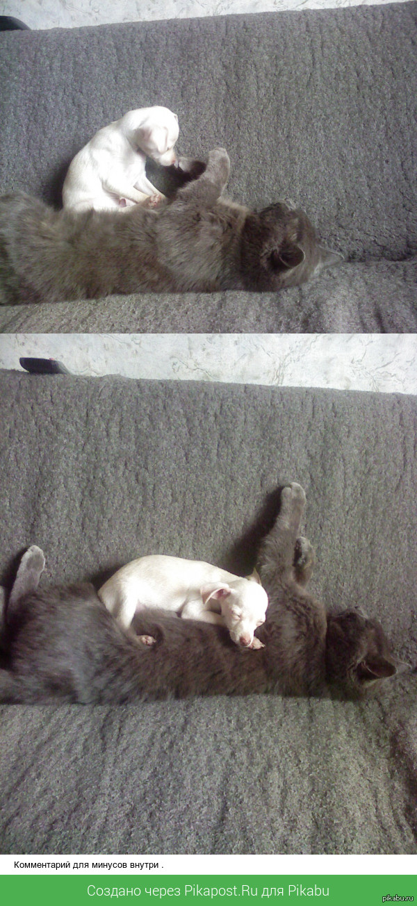 Вот так спят мой любимые животные ;-)