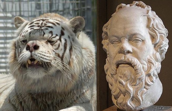 ������ - ����