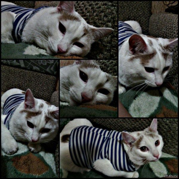 � ������� ������ ���� ����������