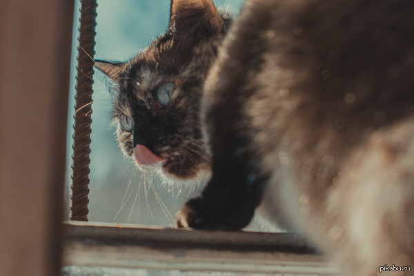 Мартовская кошка. | Пикабу