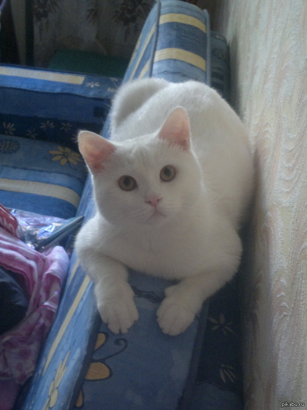 � ������ ��� ����� �������