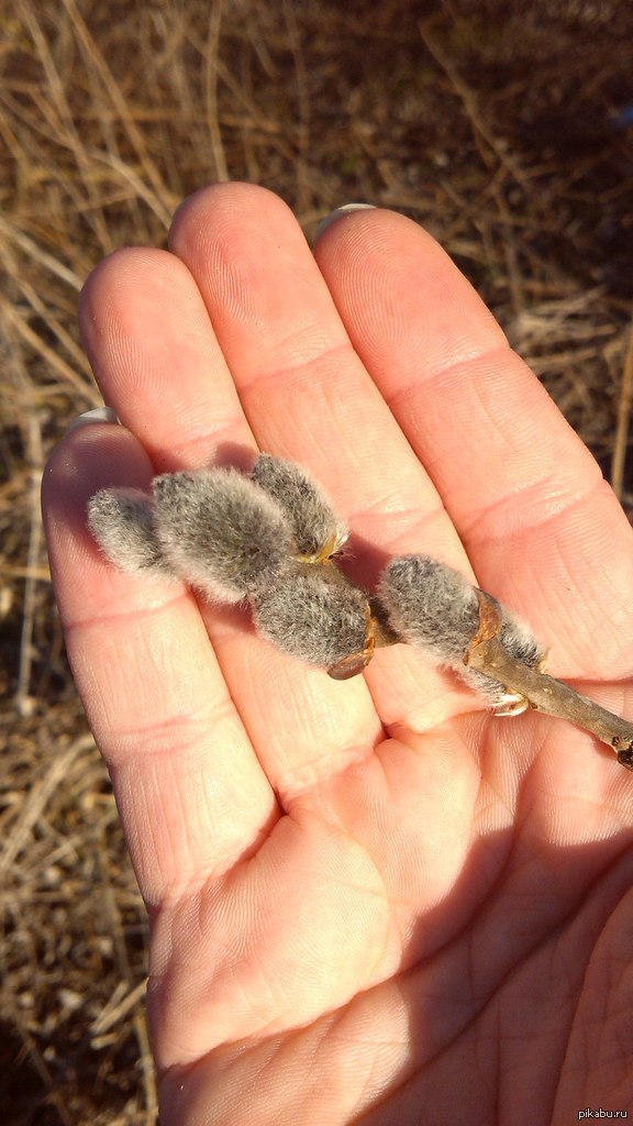 Неправильные котики))))