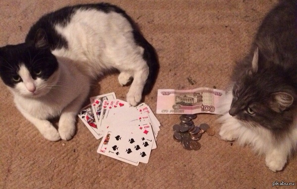 КАРТЫ , ДЕНЬГИ , 2 КОТА :)