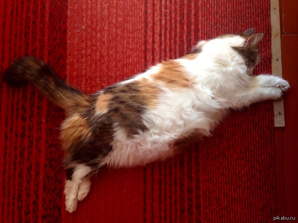 Puma в декрете