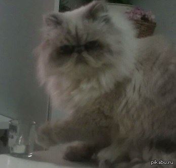 ����� ��� �������, ���  �� ���� ���� �� ������