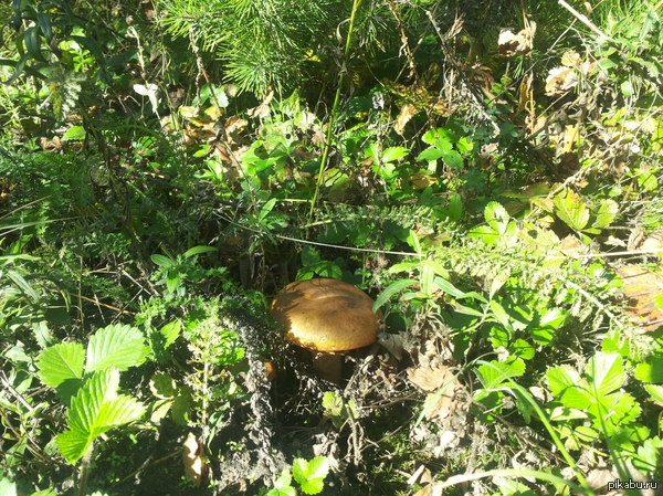 ��������� ������� �������� ����