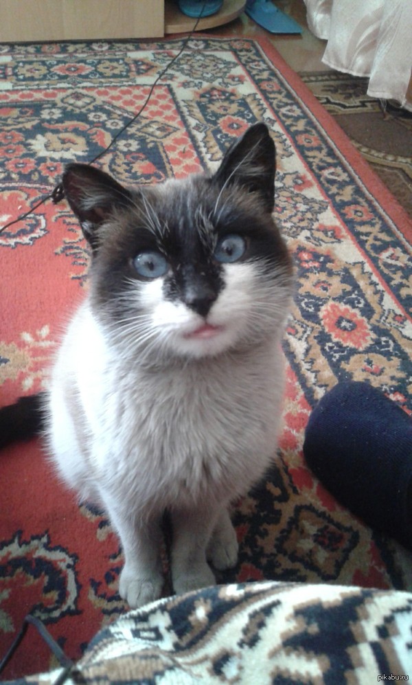 Губастый котей)