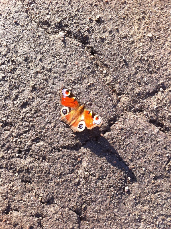 ����� �����...