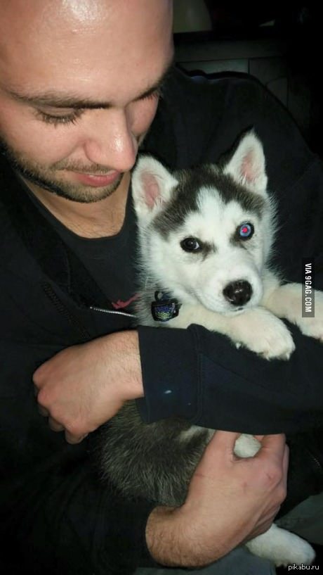 Пёс-терминатор.