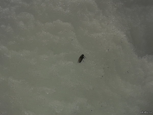 ���� �������, ������ � ����, � ���...