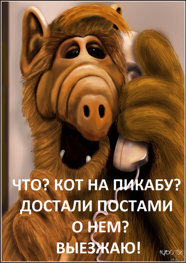 Про нашего кота