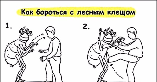 Как бороться с клещом картинка