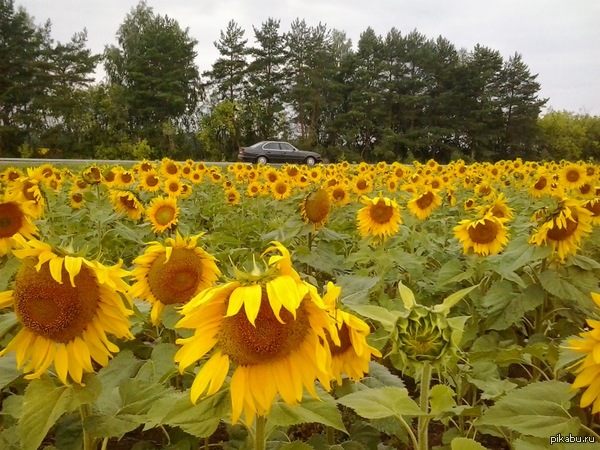 Подсолнухи