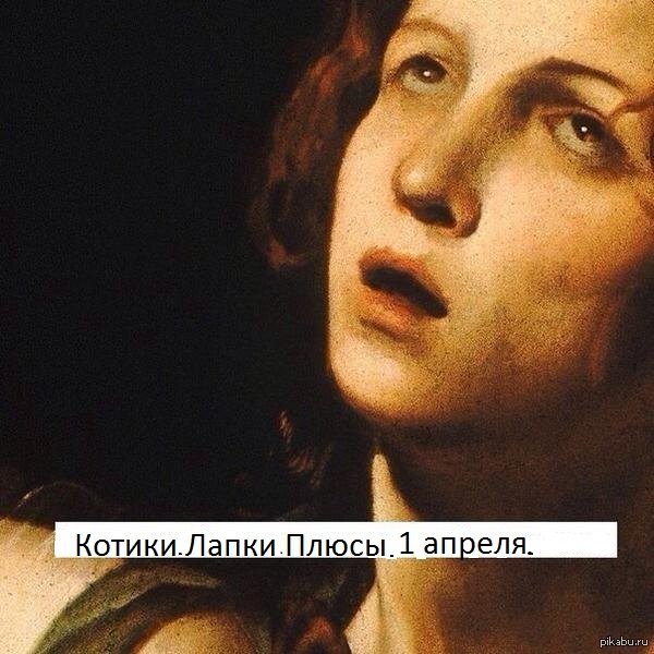 Зашел и кругом одни котики )