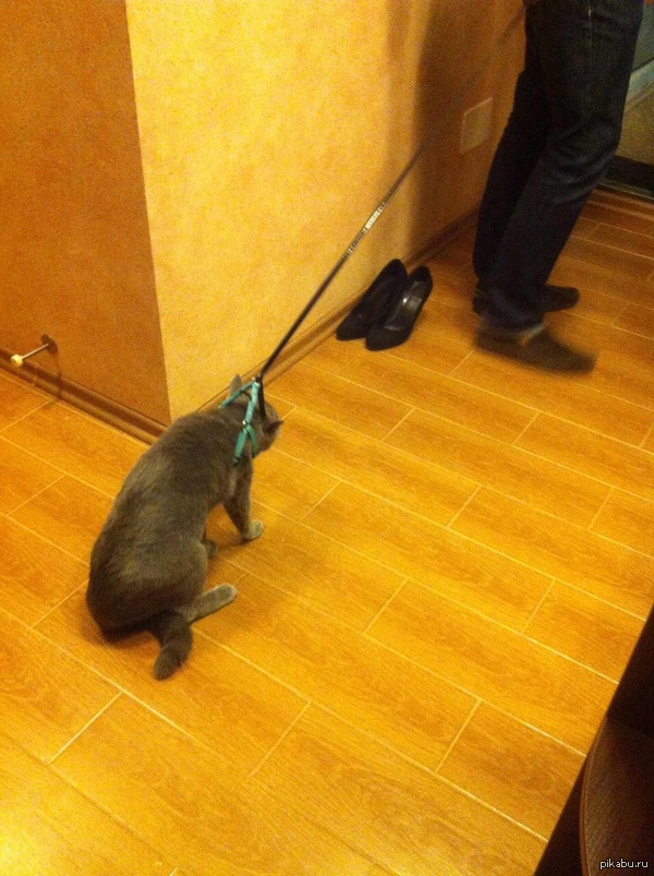 �������� ������� ������� ����� ������