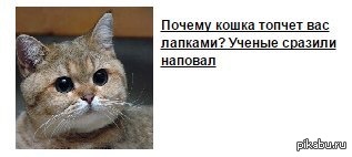 Кошачий массаж. Почему кошки топчут лапками хозяев. Кот топчется передними. Кошка топчется лапками. Массаж котики.