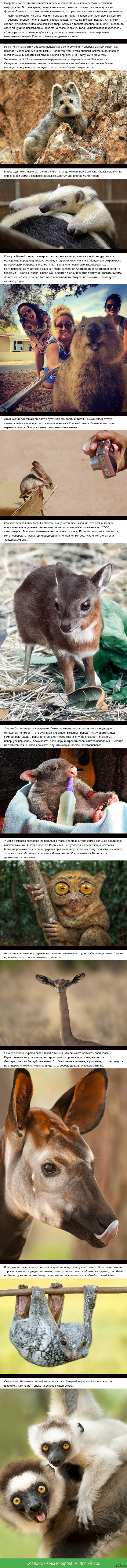 Погладь сифаку.