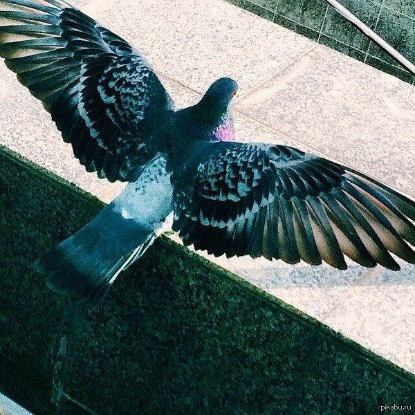 Хабаровский засранец