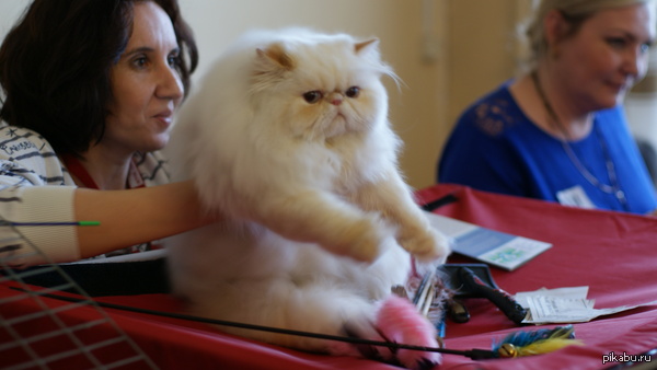 Такого котика сегодня увидел на выставке