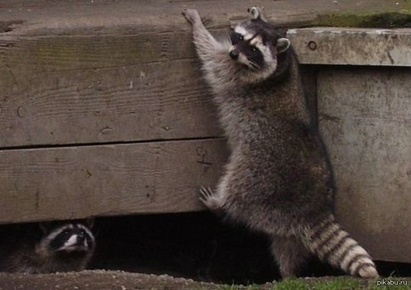 Миссия "Енот"