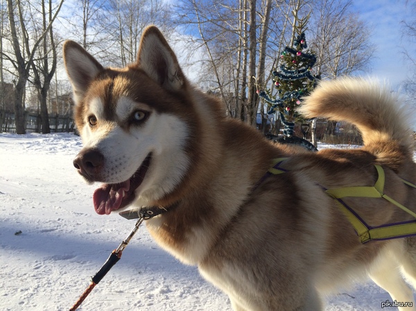 Хаски в упряжке | Пикабу