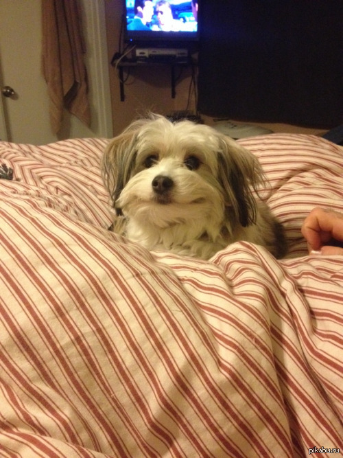 ����������� ��� �����?