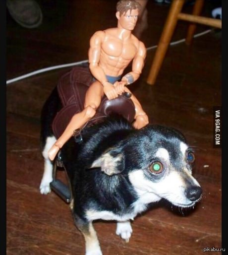 Скачи, мой верный Росинант!