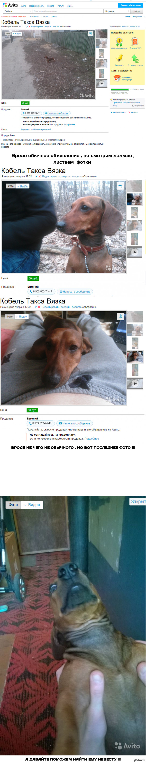 Просматривал объявления , нашел шедевр .