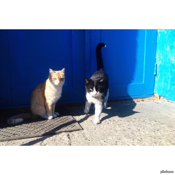 Листвянские коты