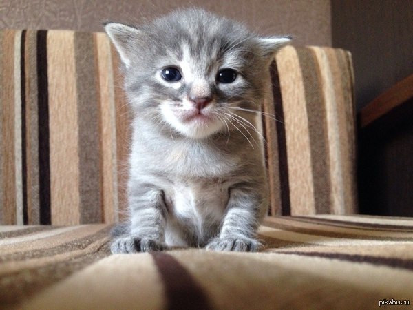 ��� ����