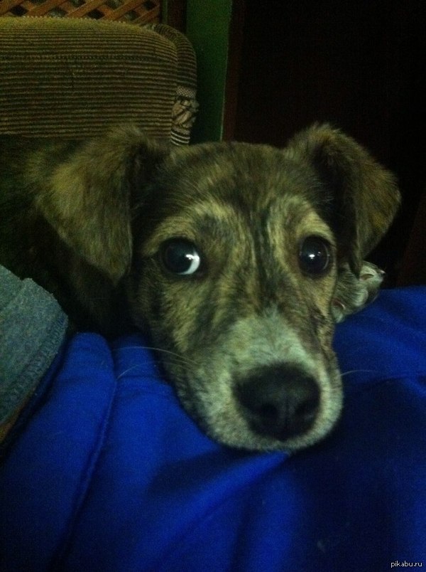 Ребята, никому щенка не надо?