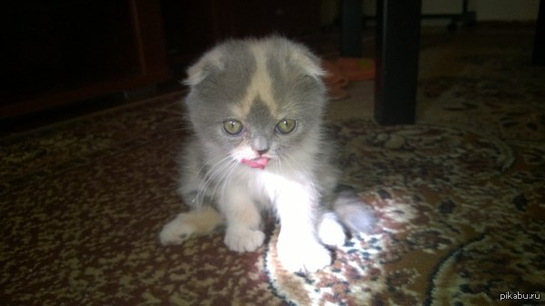 derp. 