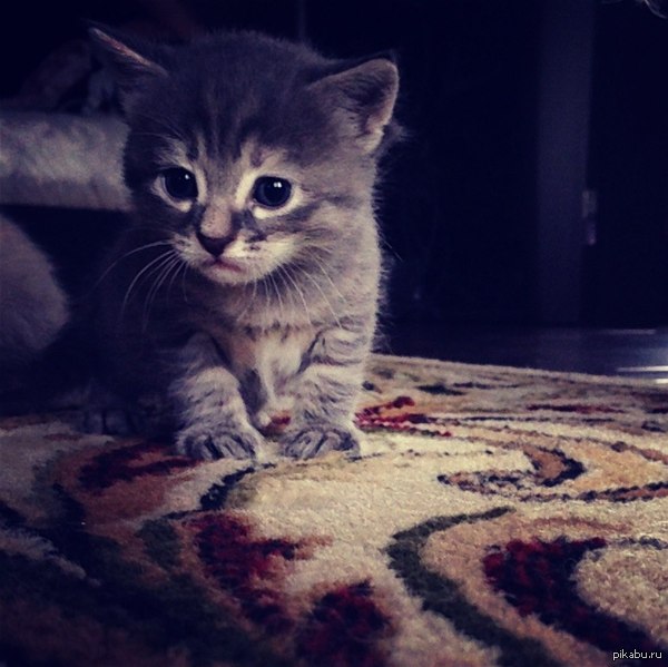 ���� (�����������)